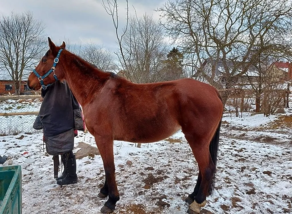 klacz do hodowli po HARWEST KWPN, , Ośno