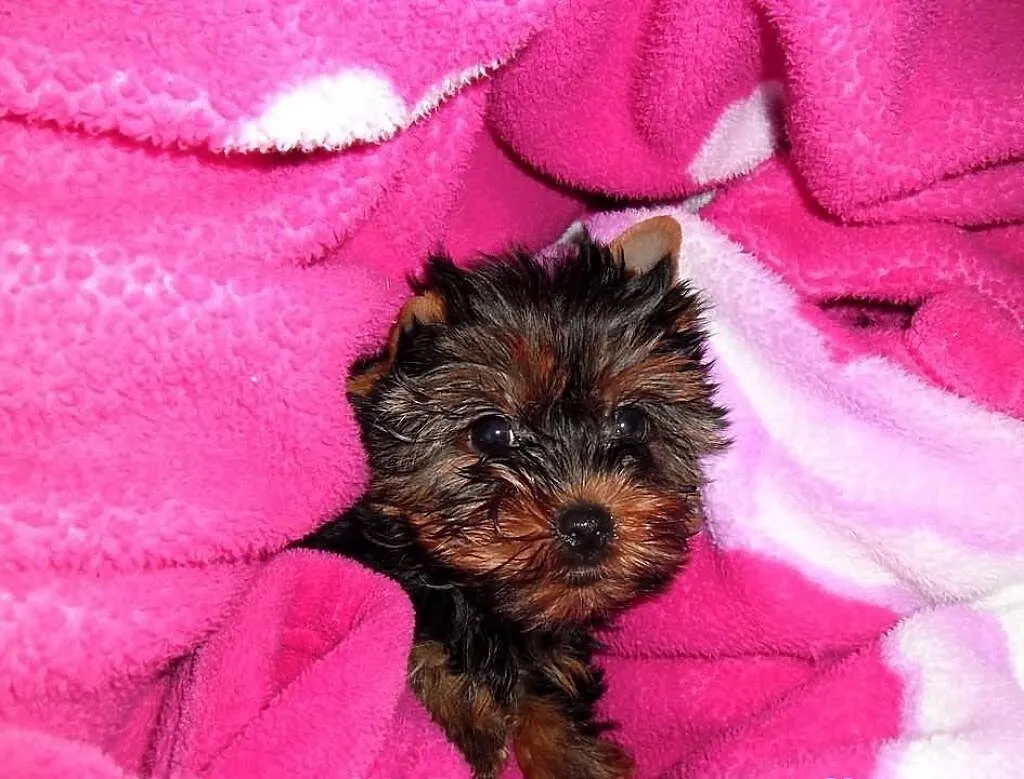 Yorkshire Terrier FCI - Piesek