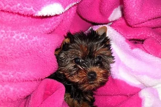 Yorkshire Terrier FCI - Piesek