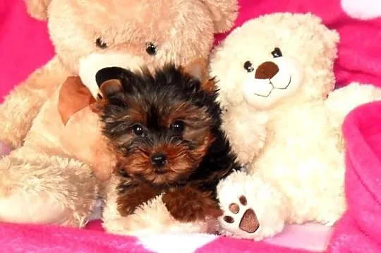Yorkshire Terrier FCI - Piesek