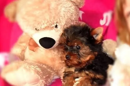 Yorkshire Terrier FCI - Piesek