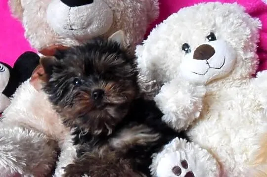 Yorkshire Terrier FCI - Piesek