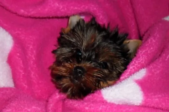 Yorkshire Terrier FCI - Piesek