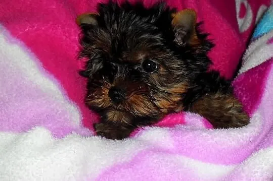 Yorkshire Terrier FCI - Piesek
