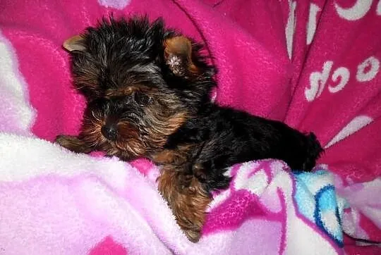 Yorkshire Terrier FCI - Piesek
