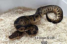 Pyton królewski samiec nr 229