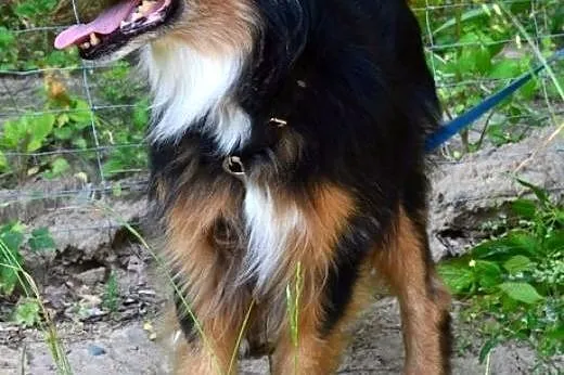 Daj domek Kubusiowi! :),  warmińsko-mazurskie Olsz