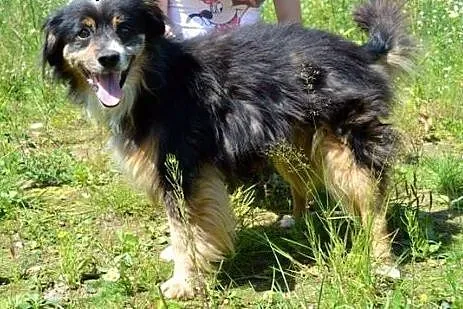 Daj domek Kubusiowi! :),  warmińsko-mazurskie Olsz