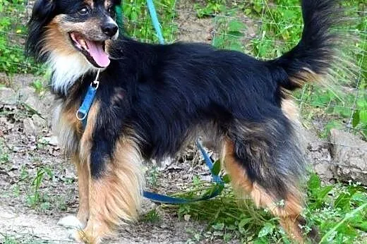 Daj domek Kubusiowi! :),  warmińsko-mazurskie Olsz