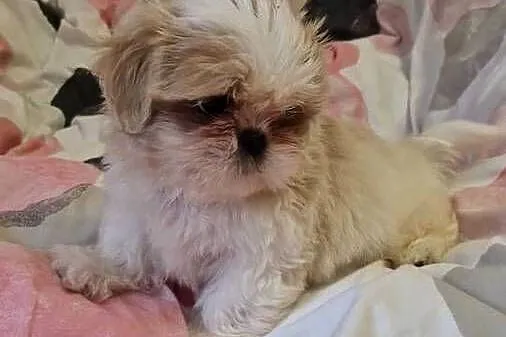 Shih tzu z rodowodem suka rodowód