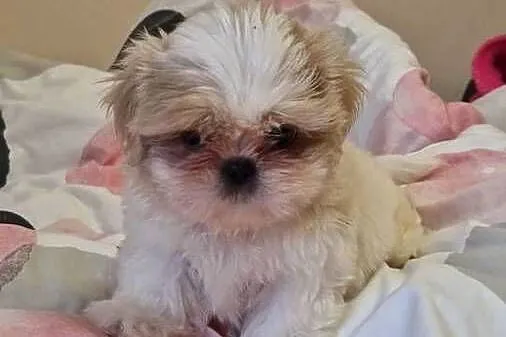 Shih tzu z rodowodem suka rodowód, Dolnośląskie, Lwówek Śląski