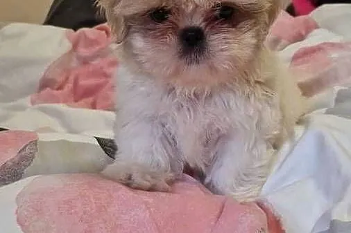 Shih tzu z rodowodem suka rodowód, Dolnośląskie, Lwówek Śląski