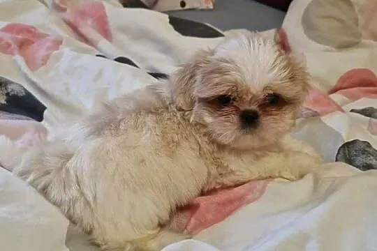 Shih tzu z rodowodem suka rodowód, Dolnośląskie, Lwówek Śląski