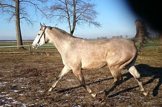 Siwy ogier po WILIAM