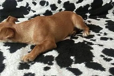 4 miesięczna Pusia - pełna delikatności i uroku ma