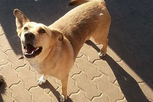 Alkala - łagodna, radosna suczka do adopcji. ,  mazowieckie Warszawa