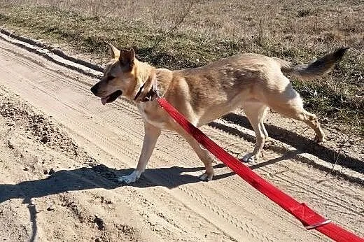 Alkala - łagodna, radosna suczka do adopcji. ,  ma