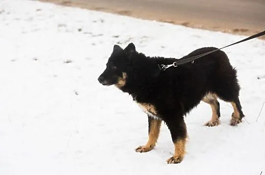 Piękna Luna, która przeszła za dużo___ Pokochaj ją