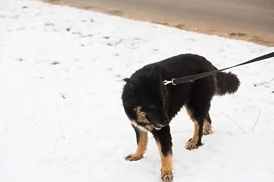 Piękna Luna, która przeszła za dużo___ Pokochaj ją