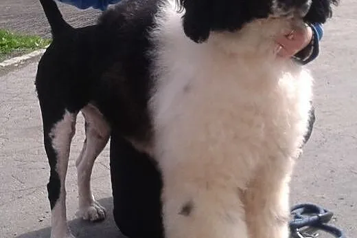 WITO- wesoły i łagodny pies husky do adopcji,  śląskie Katowice