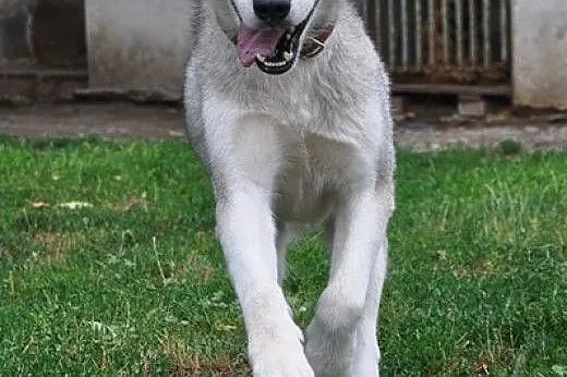 WITO- wesoły i łagodny pies husky do adopcji,  ślą