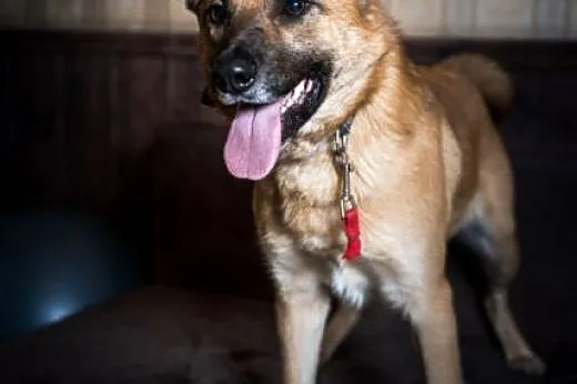 Lunes - unikatowy pies, szybko adoptuj! :),  lubel