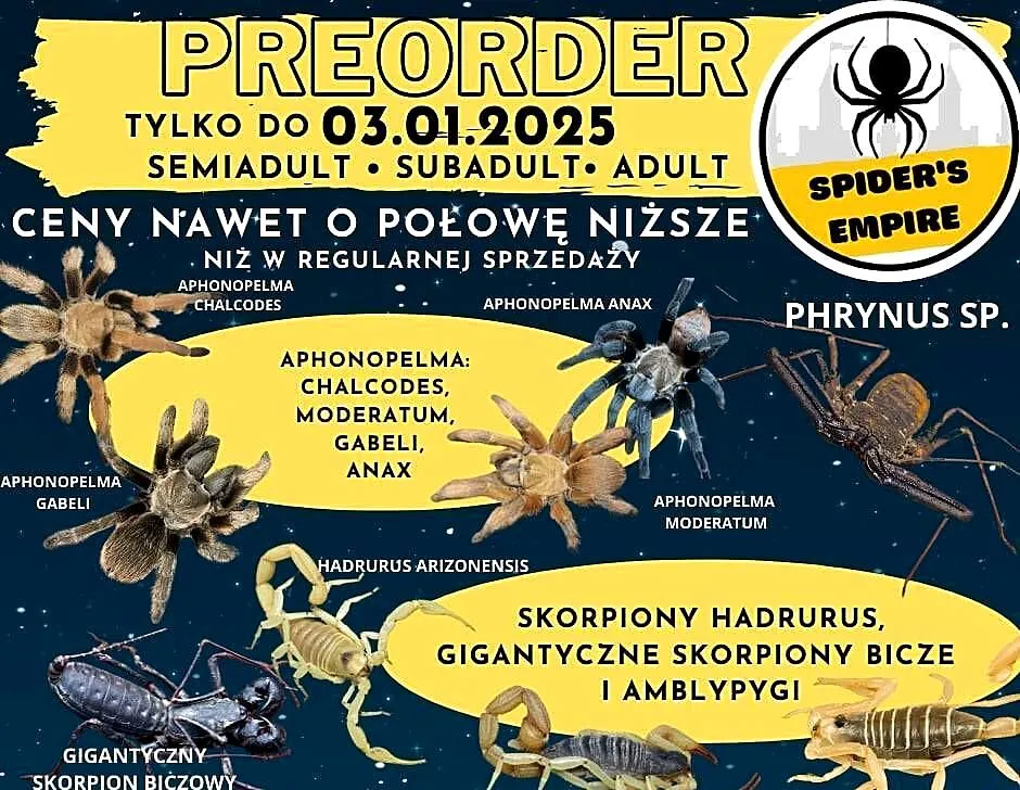 Phrynus sp. amblypygi pająk tępoodwłokowce, Dolnośląskie, Oława