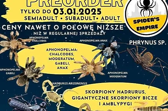 Phrynus sp. amblypygi pająk tępoodwłokowce, Dolnośląskie, Oława