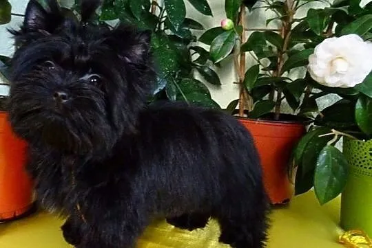 Yorkshire Terrier BLACK - Czarne Cudo dla zakochan, Kędzierzyn-Koźle