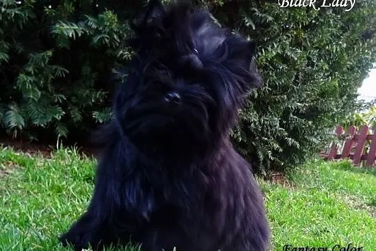 Yorkshire Terrier BLACK - Czarne Cudo dla zakochan, Kędzierzyn-Koźle