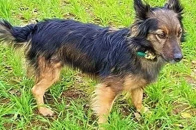 LUSIA - nieduża, kochana sunia bardzo marznie w schronisku, ADOPTUJ, Mazowieckie, Warszawa