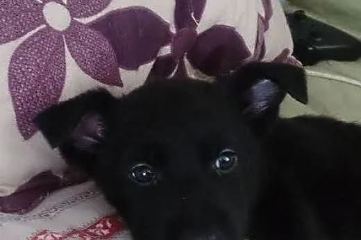 Flicka cudny szczeniak - do adopcji ,  mazowieckie Warszawa