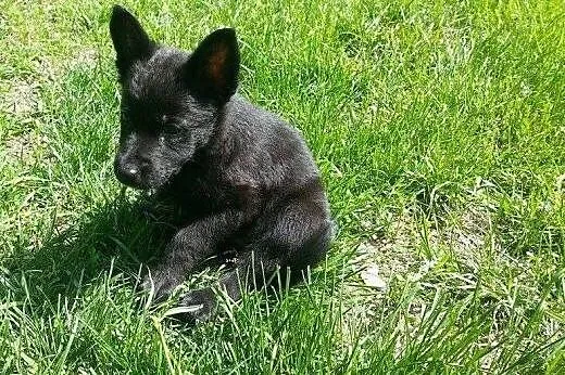 Flicka cudny szczeniak - do adopcji ,  mazowieckie