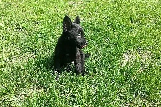 Flicka cudny szczeniak - do adopcji ,  mazowieckie