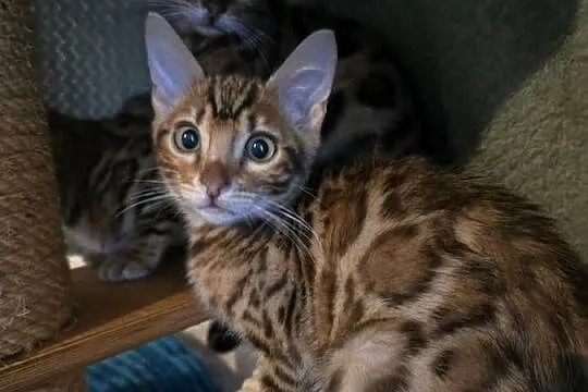 Kociaki Bengalskie gotowe do odbioru.