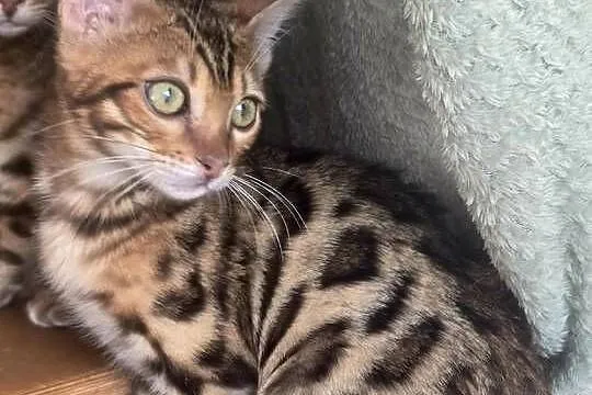Kociaki Bengalskie gotowe do odbioru., Mazowieckie, Józefów