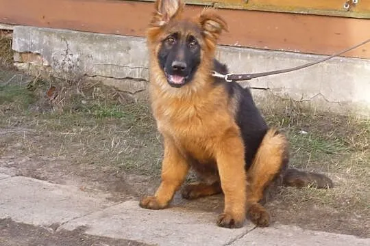 psy owczarek niemiecki, , Lubartów