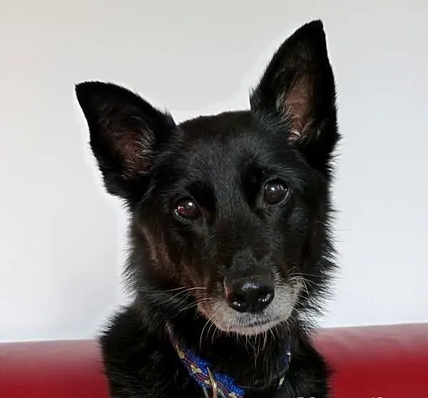 Kora idealna domowa suczka. ADOPCJA