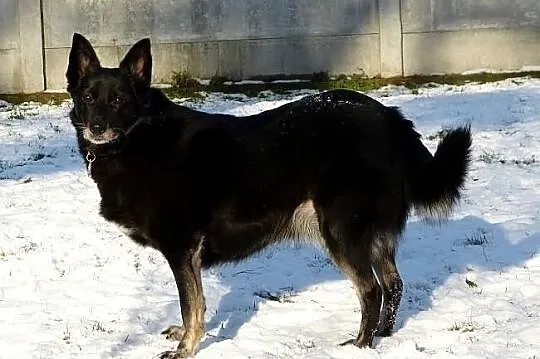 Kora idealna domowa suczka. ADOPCJA