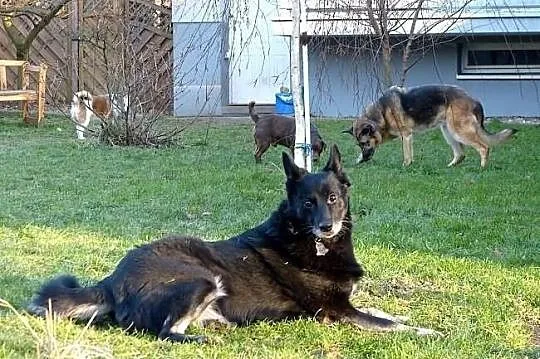Kora idealna domowa suczka. ADOPCJA