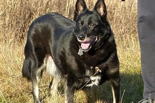 Kora idealna domowa suczka. ADOPCJA