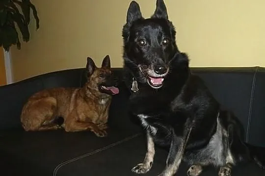 Kora idealna domowa suczka. ADOPCJA