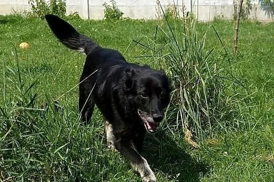 Kora idealna domowa suczka. ADOPCJA