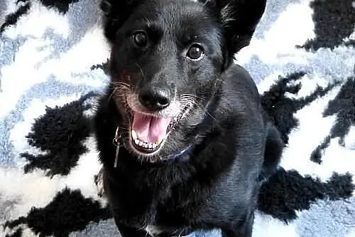 Kora idealna domowa suczka. ADOPCJA