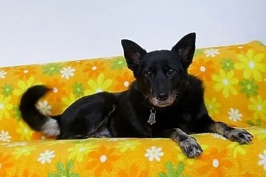 Kora idealna domowa suczka. ADOPCJA