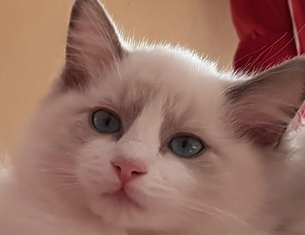 `Mamy uroczego Kociaka ragdoll po Championie blue bicolor FPL, Pomorskie, Wejherowo