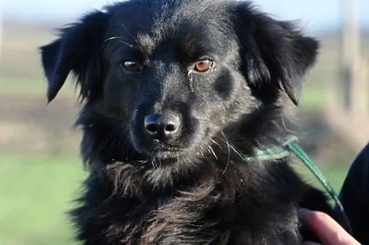 Tutuś - nieduży, młody, spokojny, grzeczny pies, adopcja,  małopolskie Kraków