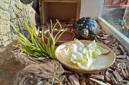 Sprzedam żółwia i terrarium.