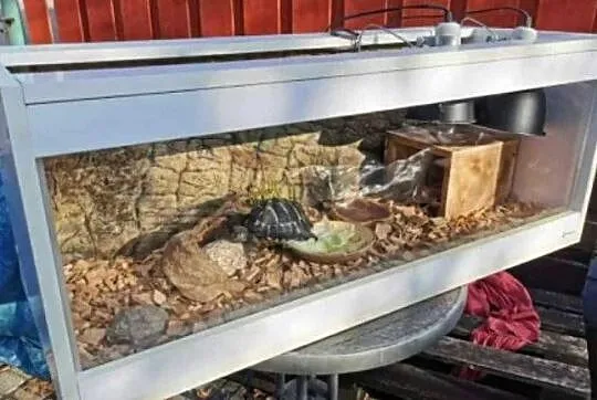 Sprzedam żółwia i terrarium., Kujawsko-pomorskie, Toruń