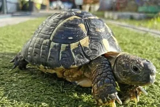 Sprzedam żółwia i terrarium., Kujawsko-pomorskie, Toruń
